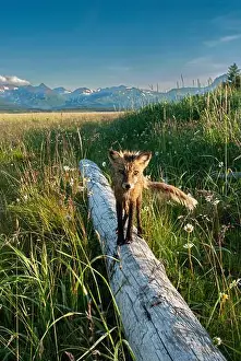 Red Fox Prints: Red fox on log. Katmai National Park, Alaska
