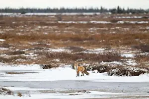 Tundra Prints: Red Fox looking towards the camera while standing on a frozen pond near Churchill