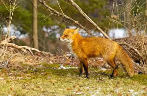 New Jersey Wildlife Prints: Red fox in New Jersey forest