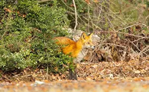 New Jersey Wildlife Prints: Red fox in New Jersey forest