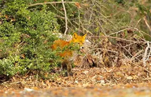 New Jersey Wildlife Prints: Red fox in New Jersey forest