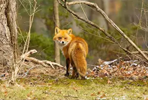 New Jersey Wildlife Prints: Red fox in New Jersey forest