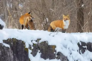 Vulpes Prints: Red fox pair in harsh Canadian winter