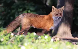 Vulpes Prints: Red fox portrait close-up with green foreground