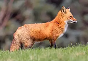 Vulpes Prints: Red fox profile portrait with green background