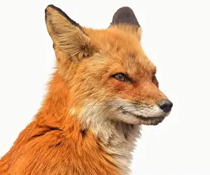 Vulpes Prints: Red fox profile portrait isolated on white background