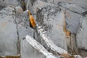 Hudson Bay Prints: A red fox running down the rocky shoreline of Hudson Bay near Churchill, Manitoba, in fall