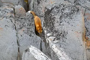 Hudson Bay Prints: A red fox running down the rocky shoreline of Hudson Bay near Churchill, Manitoba, in fall