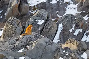 Hudson Bay Prints: A red fox running sitting on rocky shoreline of Hudson Bay near Churchill