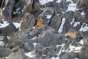 Hudson Bay Prints: A red fox running sitting on rocky shoreline of Hudson Bay near Churchill
