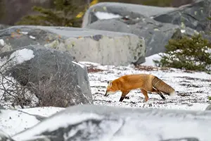 Tundra Prints: A red fox running along snow covered ground through a field of boulders near the shore of Hudson Bay not far