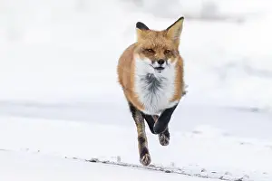Vulpes Prints: Red fox running in winter