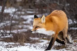 Cute Animal Prints: Red fox searching for food in a field partically covered in snow near Churchill Manitoba