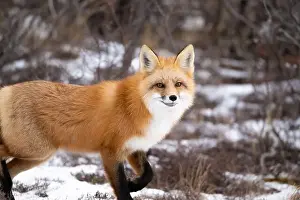 Cute Animal Prints: Red fox searching for food in a field partically covered in snow near Churchill Manitoba