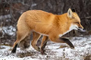 Cute Animal Prints: Red fox searching for food in a field partically covered in snow near Churchill Manitoba