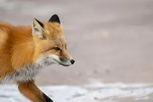 Cute Animal Prints: Red fox searching for food in a field partically covered in snow near Churchill Manitoba