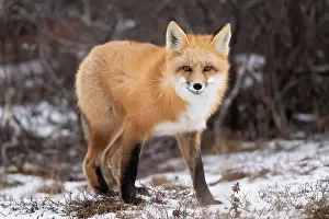Cute Animal Prints: Red fox searching for food in a field partically covered in snow near Churchill Manitoba