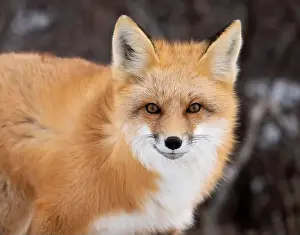 Cute Animal Prints: Red fox searching for food in a field partically covered in snow near Churchill Manitoba