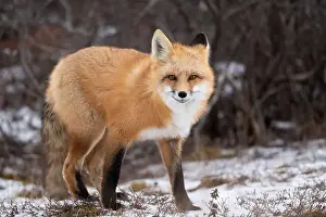 Cute Animal Prints: Red fox searching for food in a field partically covered in snow near Churchill Manitoba