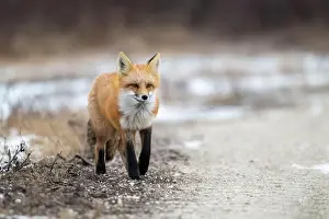 Cute Animal Prints: Red fox searching for food in a field partically covered in snow near Churchill Manitoba