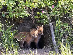Omnivorous Prints: Red fox siblings look like they are close