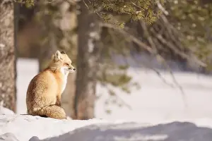 Forest Animal Prints: Red Fox in a Snowy Forest during Winter Sunlight