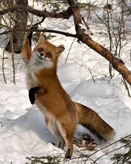 Paws Prints: Red fox standing on back legs and looking at camera in the winter season in its environment and habitat with snow