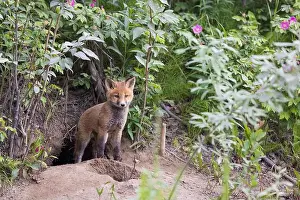 Omnivorous Prints: Red fox steps out of his den