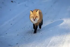 Vulpes Prints: A Red fox trotting along a snowy road with this tongue sticking out