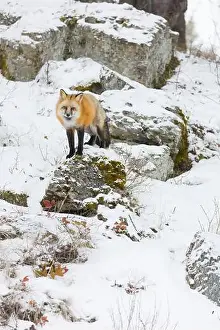 Vulpes Vulpes Prints: Red fox Vulpes vulpes, adult standing on rock in snow, Montana, USA, March