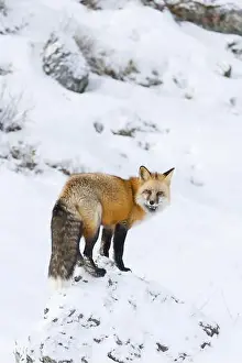 Vulpes Vulpes Prints: Red fox Vulpes vulpes, adult standing on rock in snow, Montana, USA, March