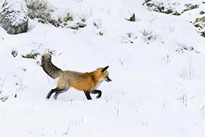 Vulpes Vulpes Prints: Red fox Vulpes vulpes, adult walking on snow, Montana, USA, March