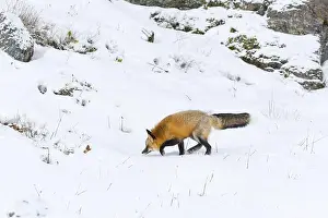 Vulpes Vulpes Prints: Red fox Vulpes vulpes, adult walking on snow, Montana, USA, March