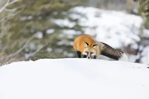 Vulpes Vulpes Prints: Red fox Vulpes vulpes, adult walking on snow, Montana, USA, March