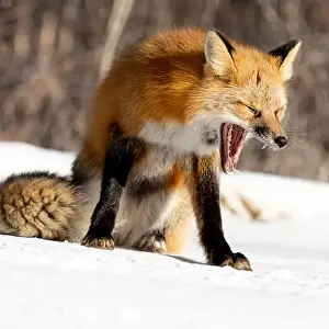 Yawn Prints: Red fox (Vulpes vulpes) caught in mid-yawn framed by a snowy landscape