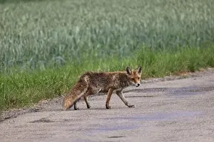 Country Road Prints: red fox (Vulpes vulpes), crossing a country road, Germany, Baden-Wuerttemberg