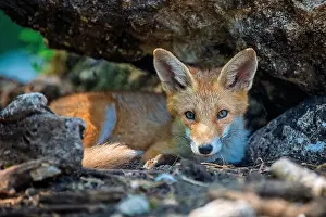 Animal Hair Prints: Red fox, vulpes vulpes in forest