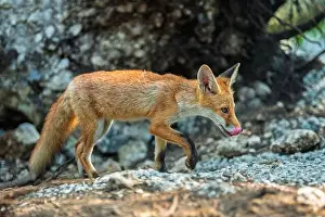 Animal Hair Prints: Red fox, vulpes vulpes in forest