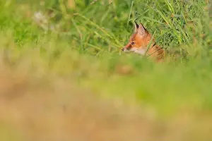 Canids Prints: red fox (Vulpes vulpes), fox pup on high grass, side view, Germany