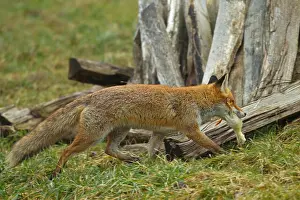 Catching Prints: red fox (Vulpes vulpes), passing a woodpile in a meadow with a caught chick in the mouth