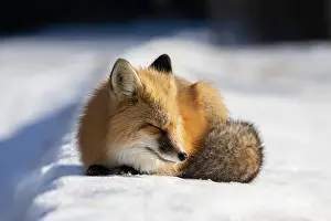 Saskatchewan Prints: Red Fox (Vulpes vulpes) in Prince Albert National Park, Saskatchewan, Canada