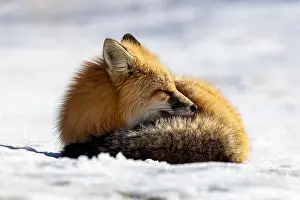 Saskatchewan Prints: Red Fox (Vulpes vulpes) in Prince Albert National Park, Saskatchewan, Canada