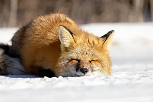 Saskatchewan Prints: Red Fox (Vulpes vulpes) in Prince Albert National Park, Saskatchewan, Canada