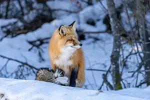 Saskatchewan Prints: Red Fox (Vulpes vulpes) in Prince Albert National Park, Saskatchewan, Canada