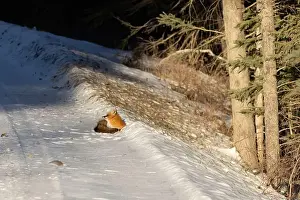 Saskatchewan Prints: Red Fox (Vulpes vulpes) in Prince Albert National Park, Saskatchewan, Canada