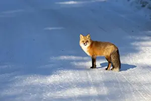 Saskatchewan Prints: Red Fox (Vulpes vulpes) in Prince Albert National Park, Saskatchewan, Canada