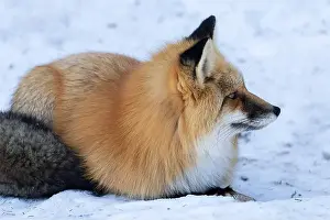 Saskatchewan Prints: Red Fox (Vulpes vulpes) in Prince Albert National Park, Saskatchewan, Canada