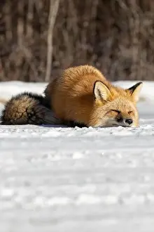 Saskatchewan Prints: Red Fox (Vulpes vulpes) in Prince Albert National Park, Saskatchewan, Canada
