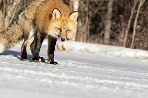 Saskatchewan Prints: Red Fox (Vulpes vulpes) in Prince Albert National Park, Saskatchewan, Canada