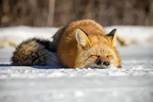 Saskatchewan Prints: Red Fox (Vulpes vulpes) in Prince Albert National Park, Saskatchewan, Canada